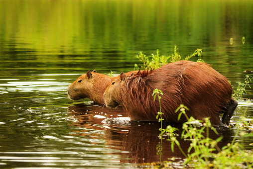 The world's largest rodent, the Capybara - Hydrochoerus hydrochoeris. Picture of an adult couple in the Pantanal wetlands, Mato Grosso do Sul, Brazil, UNESCO World Nature Heritage site and Biosphere Reserve