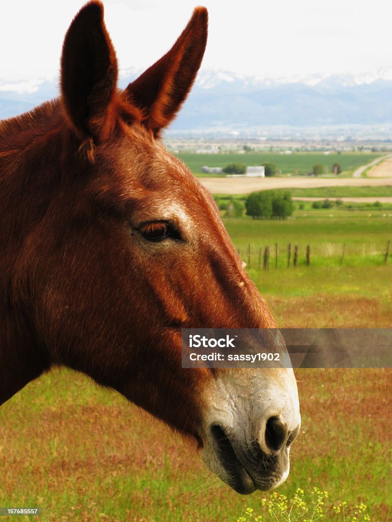 Mule Donkey Horse Profile A mule is the offspring of a male donkey and a female horse. Horses and donkeys are different species, with different numbers of chromosomes. Of the two F1 hybrids between these two species, a mule is easier to obtain than a hinny (the offspring of a male horse and a female donkey). All male mules and most female mules are infertile. Agricultural Field Stock Photo