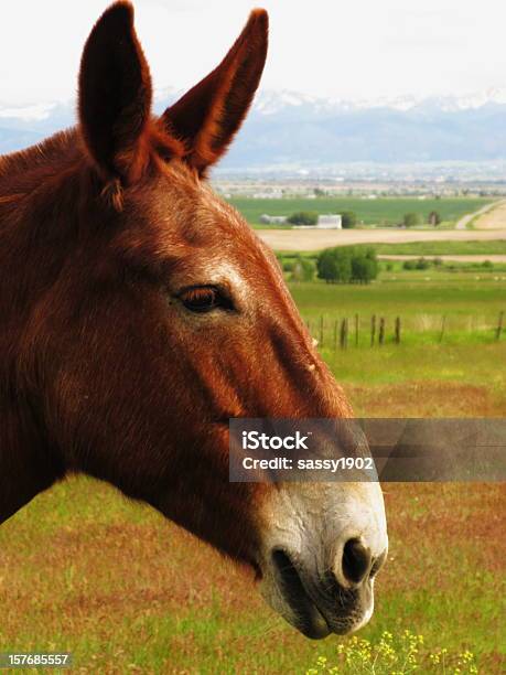 Mule Donkey Horse Profile Stock Photo - Download Image Now - Agricultural Field, Alertness, Animal