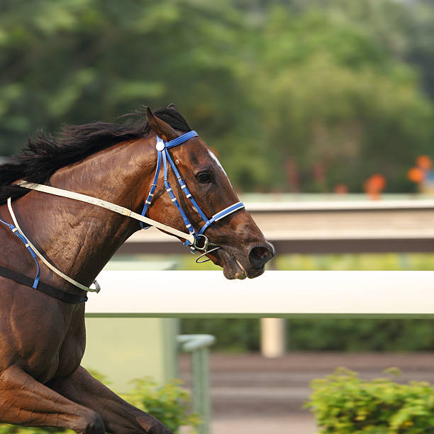 競馬場 - horse horse racing animal head horseracing track ストックフォトと画像