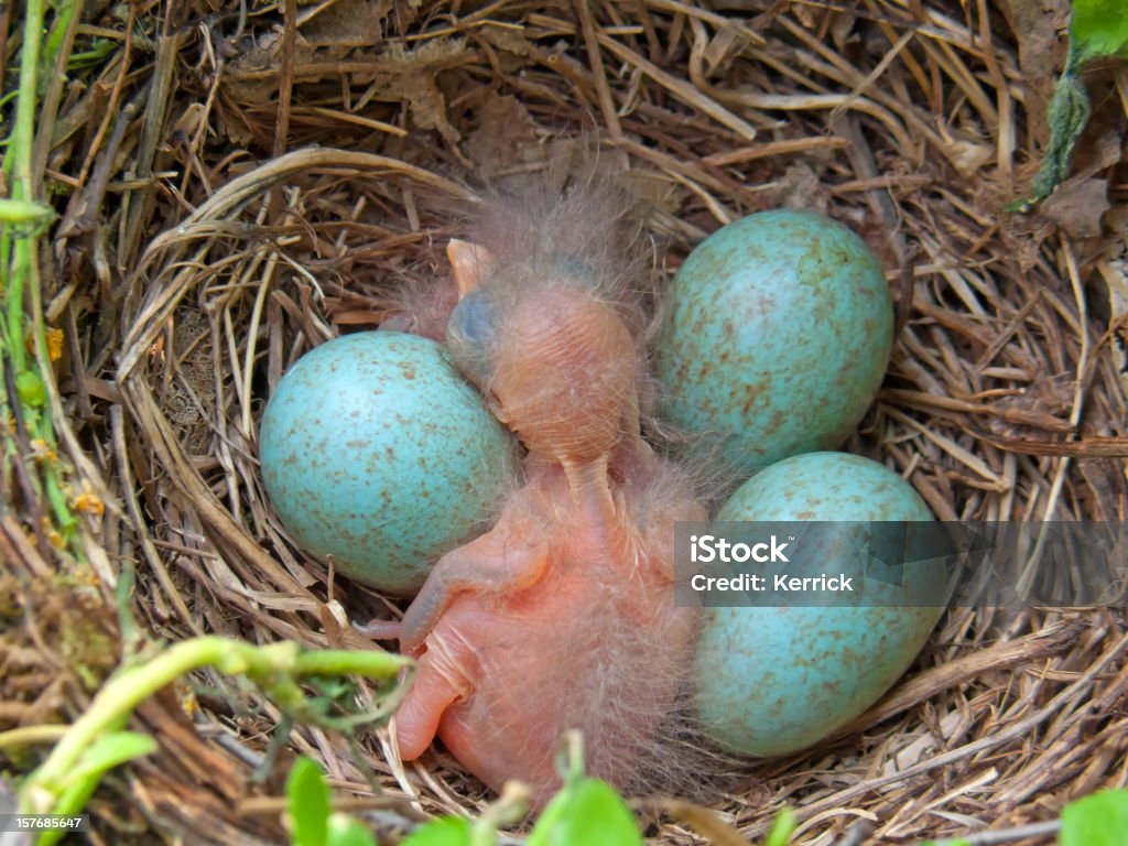 blackbird baby - 2 Tage - Lizenzfrei Tierisches Ei Stock-Foto