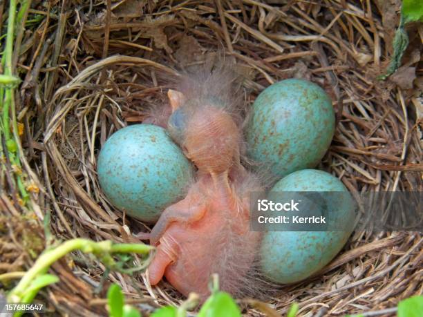 Blackbird Baby 2 Tage Stockfoto und mehr Bilder von Tierisches Ei - Tierisches Ei, Vogel, Ausbrüten