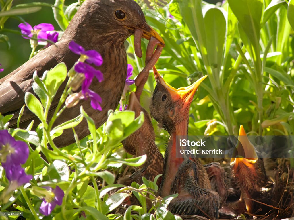 Blackbird Baby und Mutter mit riesigen Abendessen - Lizenzfrei Vogel Stock-Foto