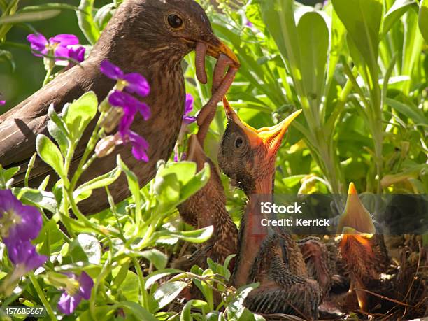 Blackbird Baby Und Mutter Mit Riesigen Abendessen Stockfoto und mehr Bilder von Vogel - Vogel, Füttern, Regenwurm