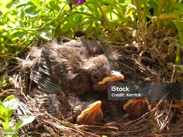 Blackbird Babys 12 Tage Stockfoto und mehr Bilder von Amsel - Amsel, Jungtier, Jungvogel