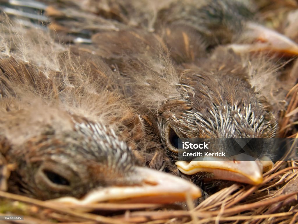 Blackbird Babys – 9 Tage - Lizenzfrei Amsel Stock-Foto