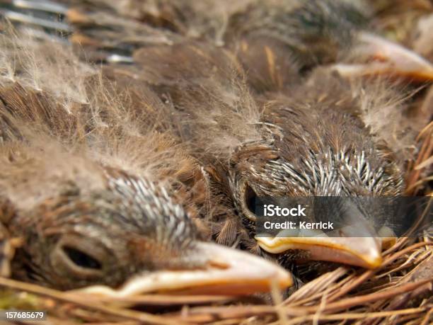 Blackbird Babys 9 Tage Stockfoto und mehr Bilder von Amsel - Amsel, Ausbrüten, Blatt - Pflanzenbestandteile