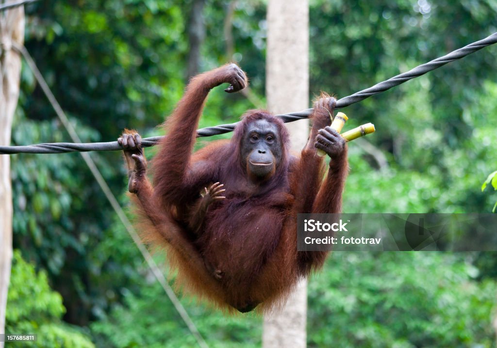 Mother orang-utan carrying baby and bamboo Sepilok, Sabah State, Borneo, Malaysia

[url=file_closeup.php?id=14760825][img]file_thumbview_approve.php?size=1&id=14760825[/img][/url] [url=file_closeup.php?id=14705274][img]file_thumbview_approve.php?size=1&id=14705274[/img][/url] [url=file_closeup.php?id=14704671][img]file_thumbview_approve.php?size=1&id=14704671[/img][/url] [url=file_closeup.php?id=14697401][img]file_thumbview_approve.php?size=1&id=14697401[/img][/url] [url=file_closeup.php?id=14660885][img]file_thumbview_approve.php?size=1&id=14660885[/img][/url] [url=file_closeup.php?id=14629481][img]file_thumbview_approve.php?size=1&id=14629481[/img][/url] [url=file_closeup.php?id=14516012][img]file_thumbview_approve.php?size=1&id=14516012[/img][/url] [url=file_closeup.php?id=10532466][img]file_thumbview_approve.php?size=1&id=10532466[/img][/url] [url=file_closeup.php?id=10334671][img]file_thumbview_approve.php?size=1&id=10334671[/img][/url]



[url=http://www.istockphoto.com/search/lightbox/7990713/?refnum=fototrav#f6739f3][img]https://dl.dropbox.com/u/61342260/istock%20Lightboxes/Malaysia.jpg[/img][/url]

[url=http://www.istockphoto.com/search/lightbox/9213094/?refnum=fototrav#df82b8d][img]https://dl.dropbox.com/u/61342260/istock%20Lightboxes/Wildlife.jpg[/img][/url]

[url=http://istockpho.to/WzxQH1][img]http://bit.ly/10o9vMg[/img][/url] Primate Stock Photo