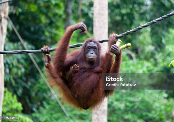 Mother Orangutan Carrying Baby And Bamboo Stock Photo - Download Image Now - Primate, Animal, Animal Family