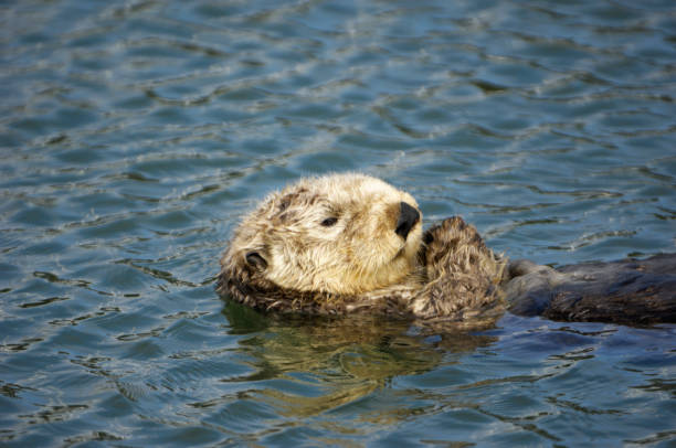 istock Wild Sea Otter Resting in Calm Ocean Water 157685857