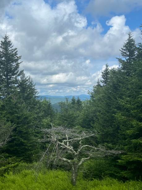 Overview of the mountains and trees