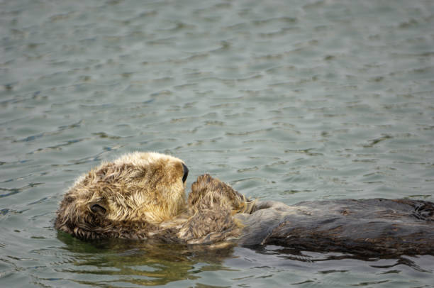 istock Wild Sea Otter Resting in Calm Ocean Water 157685860