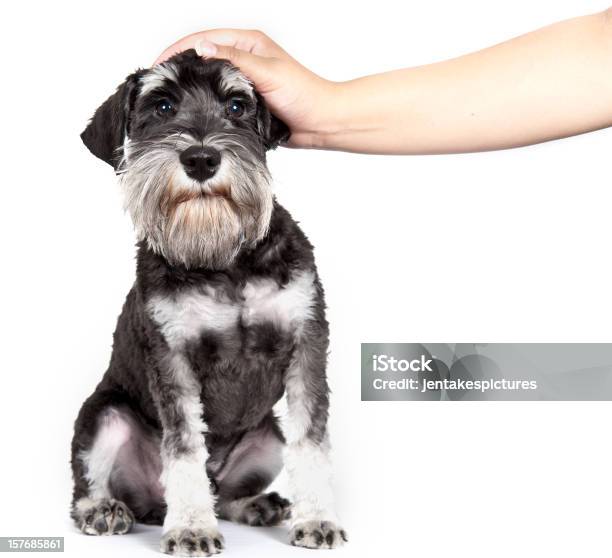 Puppy Stock Photo - Download Image Now - Dog, Petting, Cut Out