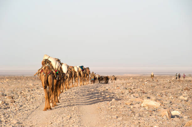 Douz, Kebili, Tunisia - September 17, 2012 : Beduins leading tourists on camels at the Sahara desert on September 17, 2012 in Douz, Kebili, Tunisia
