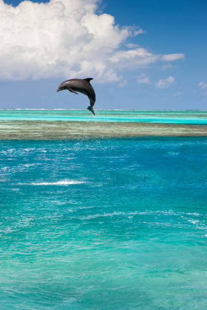 A closeup shot of a dolphin under the sea
