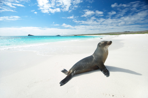 Sea lion suns himself on bright white beach with turquoise seas at Gardner Bay, Espanola Island, Galapagos