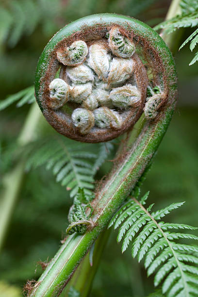 istock Tree fern closeup of new bud (crozier) 157686102