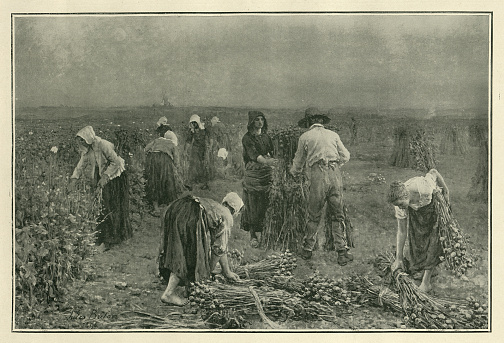 Vintage illustration of after the painting by Jules Breton, La Moisson des oeillettes, The Carnation Harvest, 19th Cnetury French art