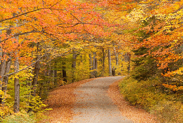 istock Road Through the Forest in Muskoka Fall 157686215