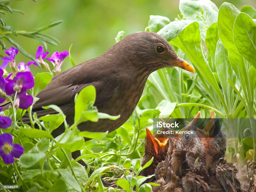 Hungrig blackbird babys – 7 Tage - Lizenzfrei Jungvogel Stock-Foto