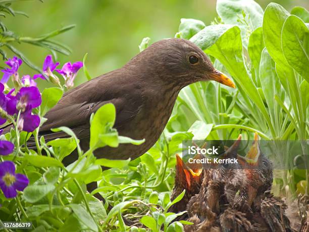 Hungrig Blackbird Babys 7 Tage Stockfoto und mehr Bilder von Jungvogel - Jungvogel, Vogel, Füttern