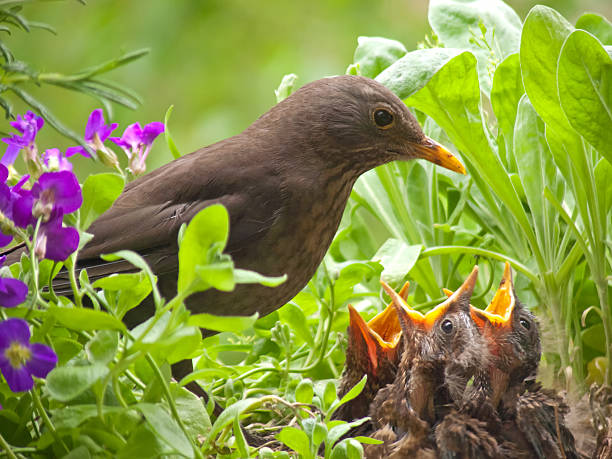 hungry blackbird babys - 7 days old 3 black bird babys on my balcony. (Turdus merula). More photos of this series in my portfolio. blackbird stock pictures, royalty-free photos & images