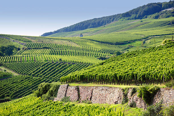 Rheingau Riesling vinhas - fotografia de stock