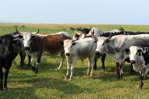 Herd of black cows in bright sunshine in a meadow