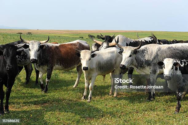 Nguni Cattle - zdjęcia stockowe i więcej obrazów Afrykanin - Afrykanin, Brązowy, Bydło