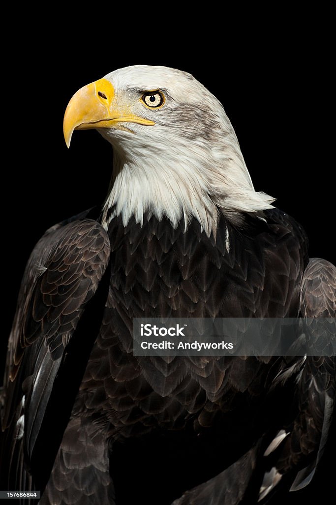 Wunderschöne Bald Eagle (Haliaeetus leucocephalus) XXXL - Lizenzfrei Freisteller – Neutraler Hintergrund Stock-Foto