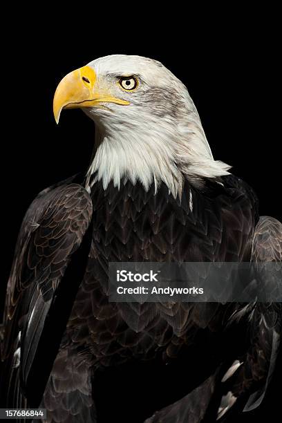 Wunderschöne Bald Eagle Xxxl Stockfoto und mehr Bilder von Freisteller – Neutraler Hintergrund