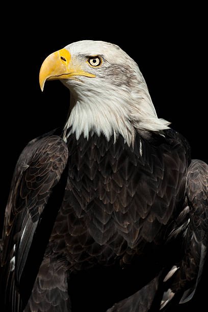 istock Beautiful Bald Eagle (Haliaeetus leucocephalus) XXXL 157686844