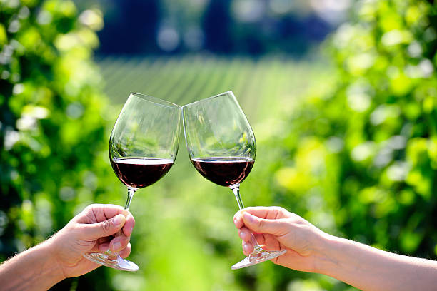 Toasting with two glasses of red wine in the vineyard stock photo