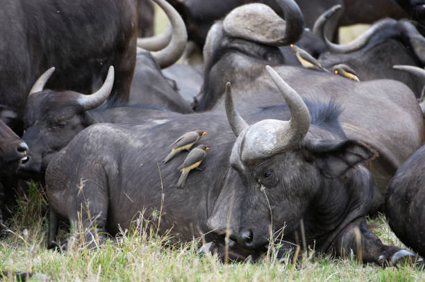 istock Wild Cape Buffalo and Ox Peckers 157687010