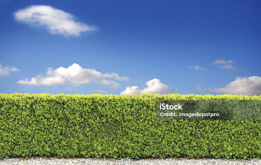 backyard bush parete - Foto stock royalty-free di Siepe