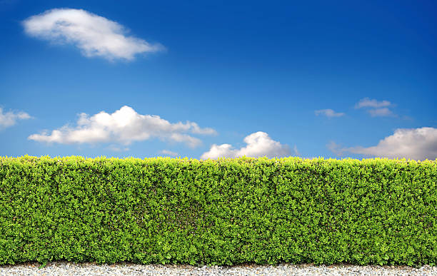 backyard bush fence natural bush fence of backyard over clear sky. hedge stock pictures, royalty-free photos & images