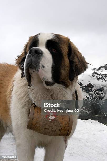 Saint Bernard Cane - Fotografie stock e altre immagini di San Bernardo - San Bernardo, Salvataggio, Cane da Soccorso