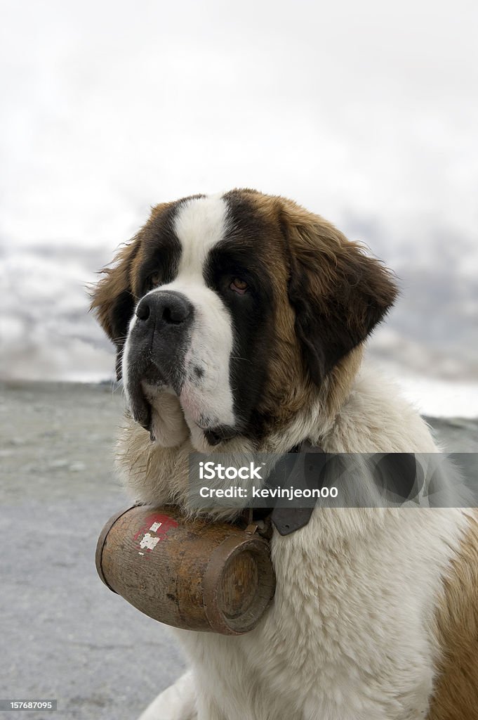 セントバーナード犬 - 救助犬のロイヤリティフリーストックフォト
