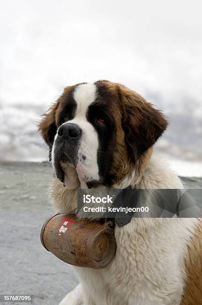 セントバーナード犬 - 救助犬のストックフォトや画像を多数ご用意 - 救助犬, セントバーナード, 雪