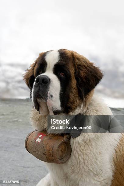 São Bernardo Cachorro - Fotografias de stock e mais imagens de Cão de busca e resgate - Cão de busca e resgate, São Bernardo, Neve