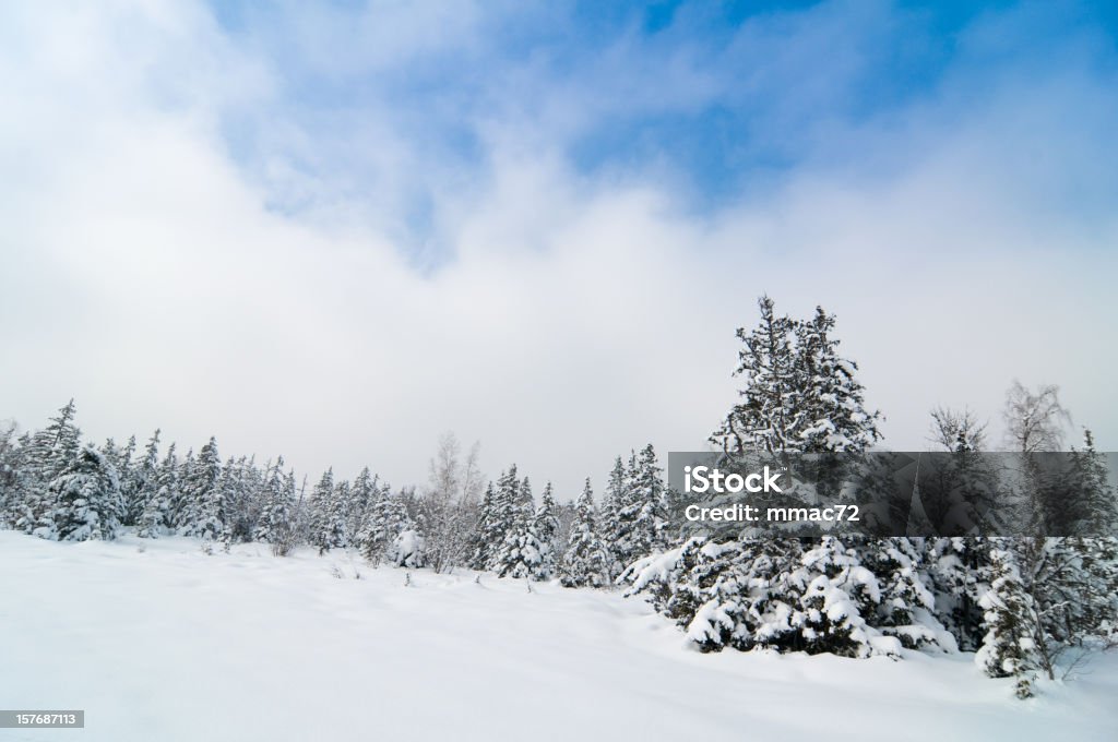 Paesaggio invernale con la neve e gli alberi - Foto stock royalty-free di Albero