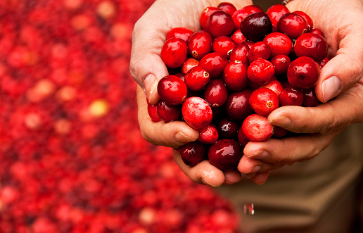 Puñado de nuevos Cranberries de un trabajador turbera de arándonos rojos photo