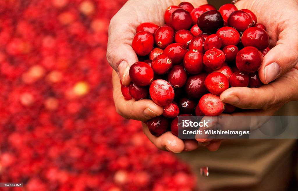 Puñado de nuevos Cranberries de un trabajador turbera de arándonos rojos - Foto de stock de Arándano rojo - Fruta baya libre de derechos