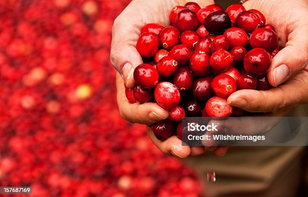 Puñado De Nuevos Cranberries De Un Trabajador Turbera De Arándonos Rojos Foto de stock y más banco de imágenes de Arándano rojo - Fruta baya