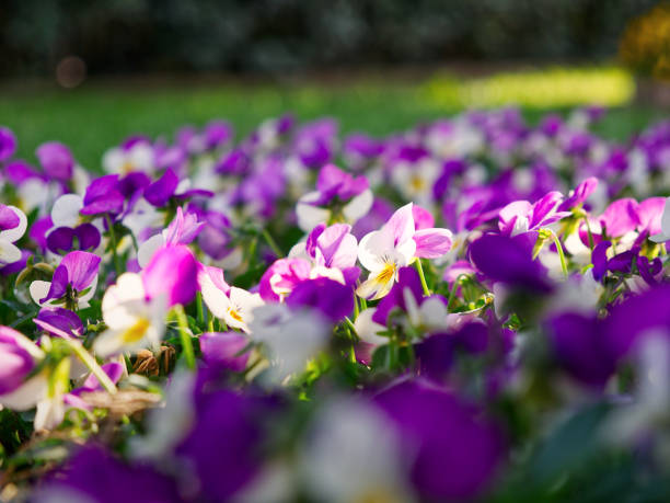istock Petunias close-up in blossom during spring time 1576871965