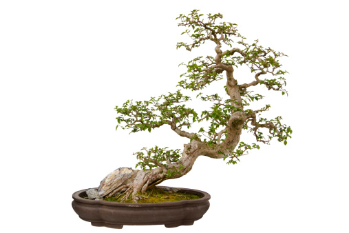 Paper Flower (Bougainvillea glabra) bonsai in a ceramic pot. Isolated on a white background.