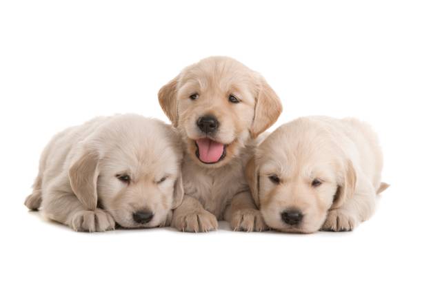 istock golden retriever brothers 157687277
