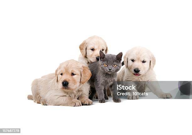 Quattro Amici - Fotografie stock e altre immagini di Gatto domestico - Gatto domestico, Cagnolino, Cane