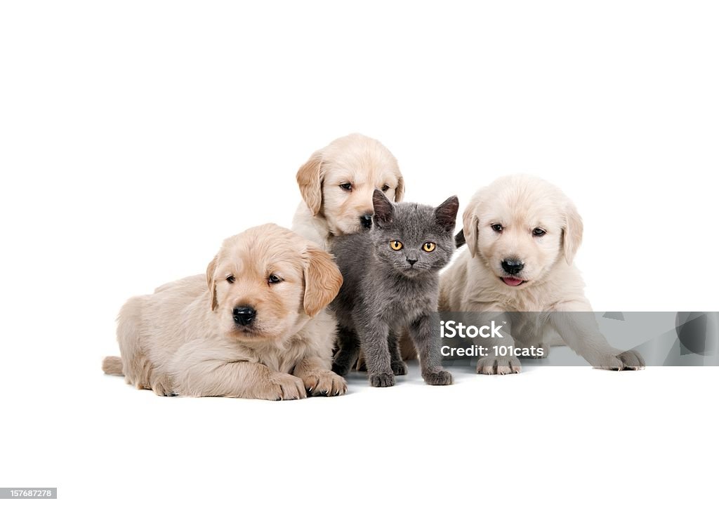 Quatro amigos - Foto de stock de Gato doméstico royalty-free