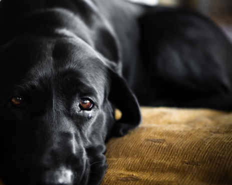 Sad guilty looking labrador dog isolated on white